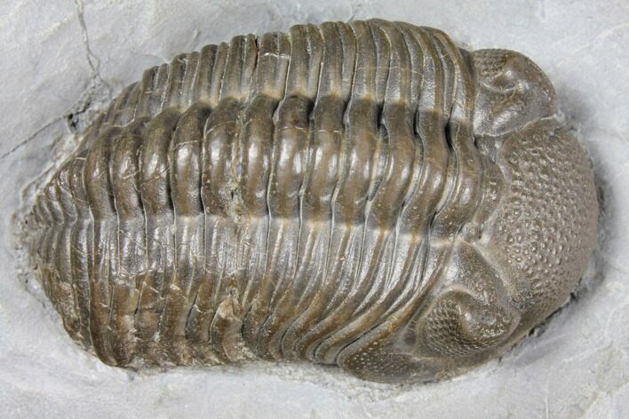 Bargain, Long Eldredgeops Trilobite - Sylvania, Ohio #132440